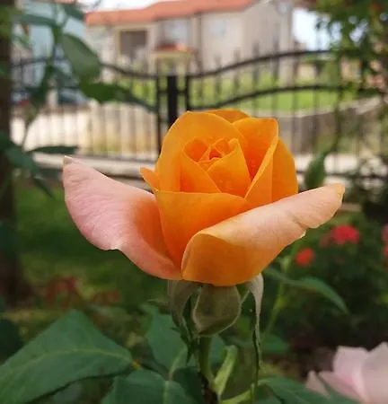 Lana Apartment Umag